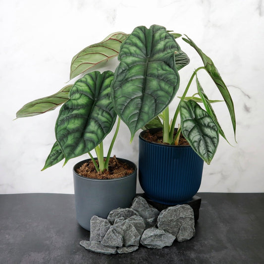 ALOCASIA DRAGON SCALE online bestellen bei potflourri