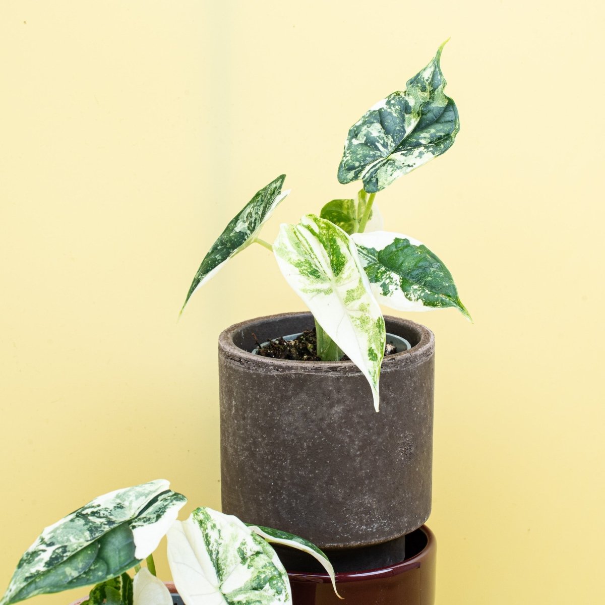 ALOCASIA DRAGON SCALE VARIEGATA online bestellen bei potflourri