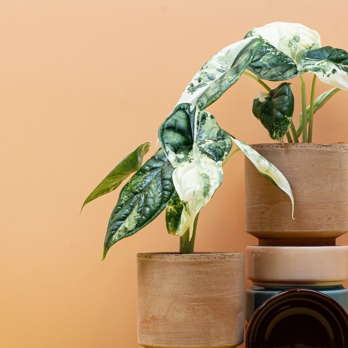 ALOCASIA DRAGON SCALE VARIEGATA online kaufen bei potflourri