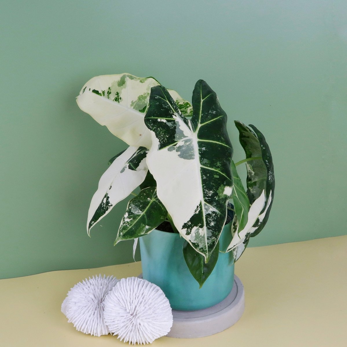 ALOCASIA FRYDEK VARIEGATA online bestellen bei potflourri