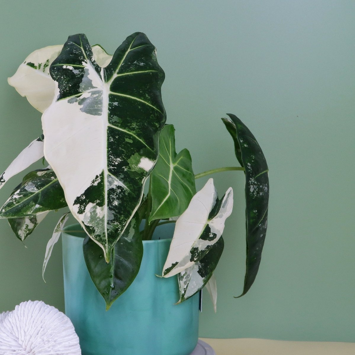 ALOCASIA FRYDEK VARIEGATA online bestellen bei potflourri