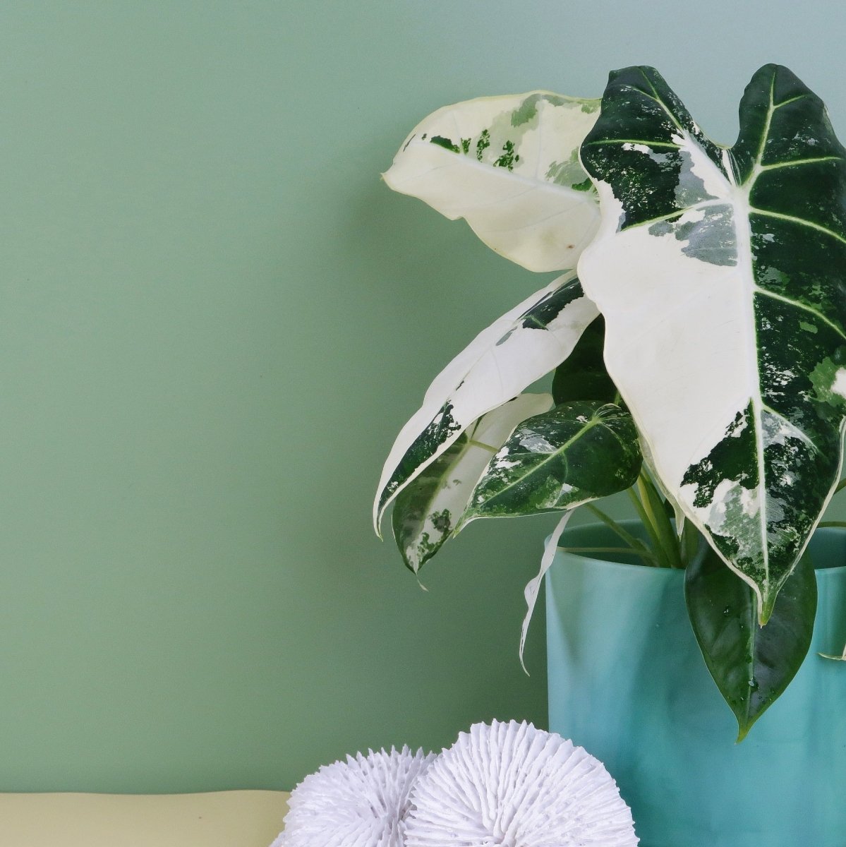 ALOCASIA FRYDEK VARIEGATA online bestellen bei potflourri