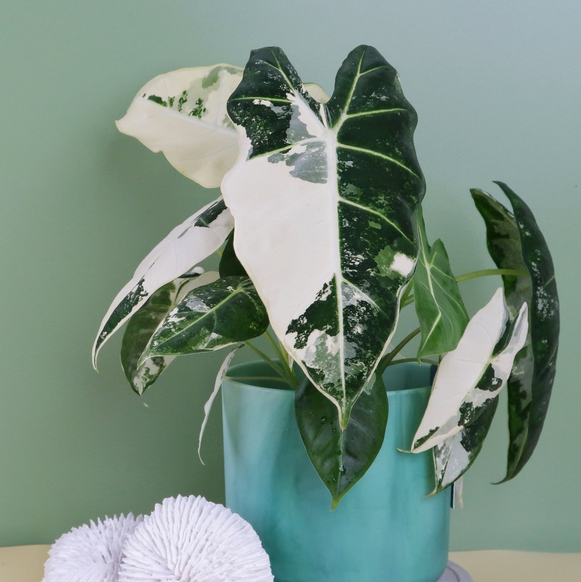 ALOCASIA FRYDEK VARIEGATA online bestellen bei potflourri