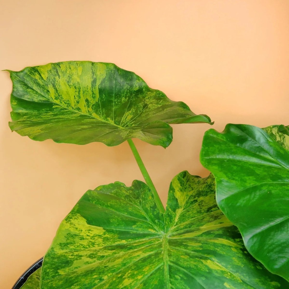 ALOCASIA GAGEANA VARIEGATA online bestellen bei potflourri