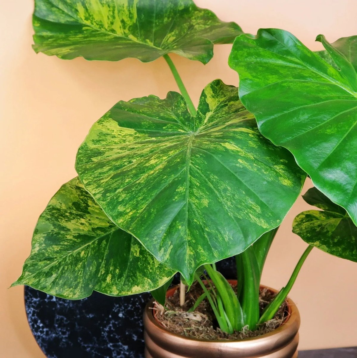 ALOCASIA GAGEANA VARIEGATA online bestellen bei potflourri