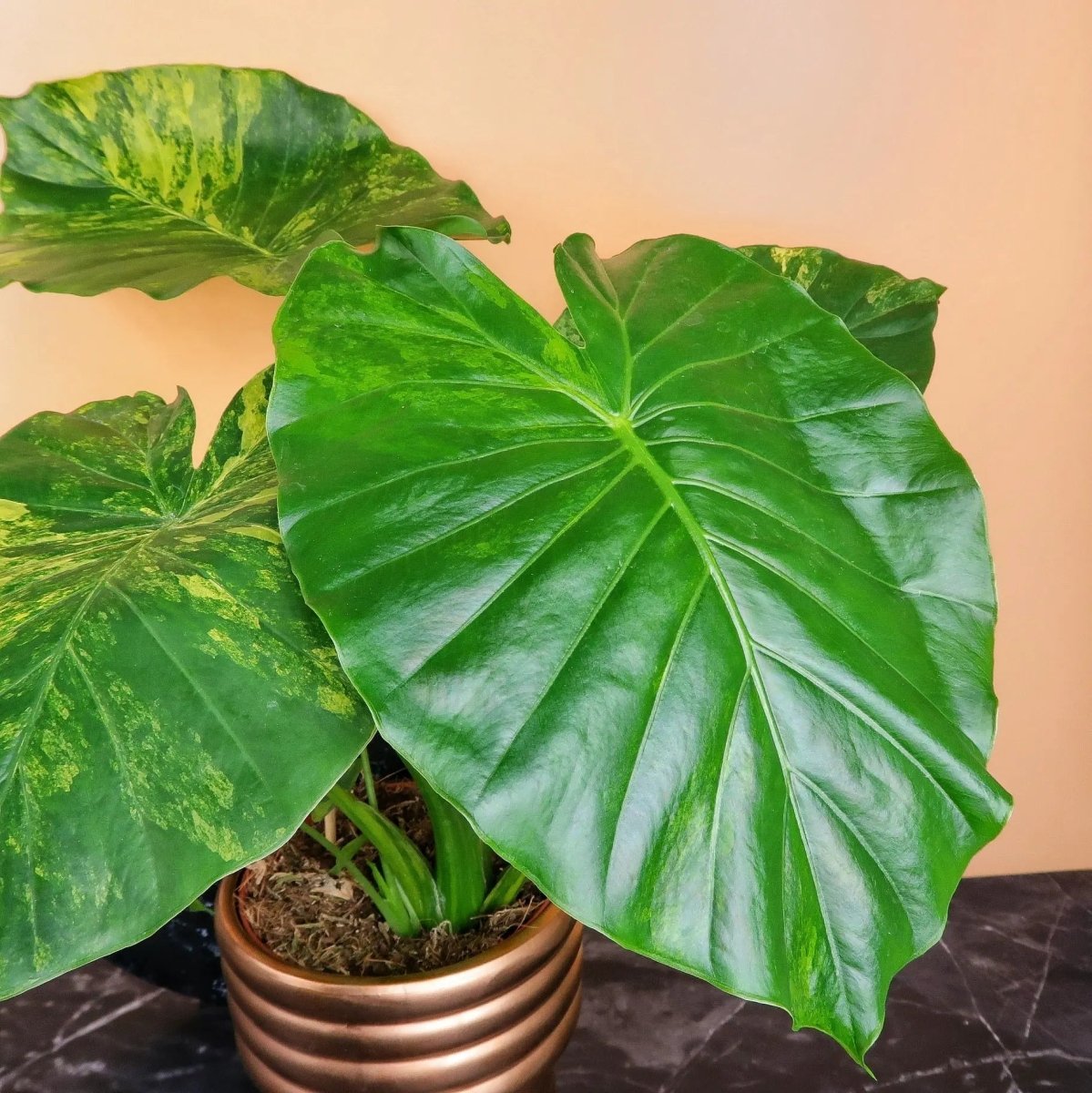 ALOCASIA GAGEANA VARIEGATA online bestellen bei potflourri