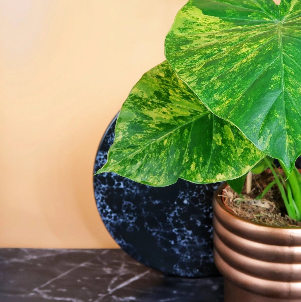 ALOCASIA GAGEANA VARIEGATA online bestellen bei potflourri