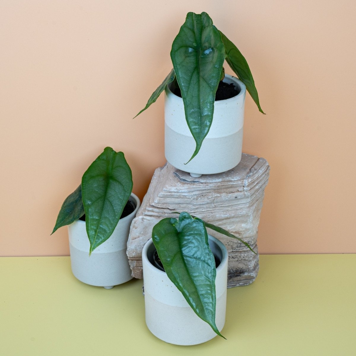 ALOCASIA HETEROPHYLLA DRAGON BREATH online bestellen bei potflourri