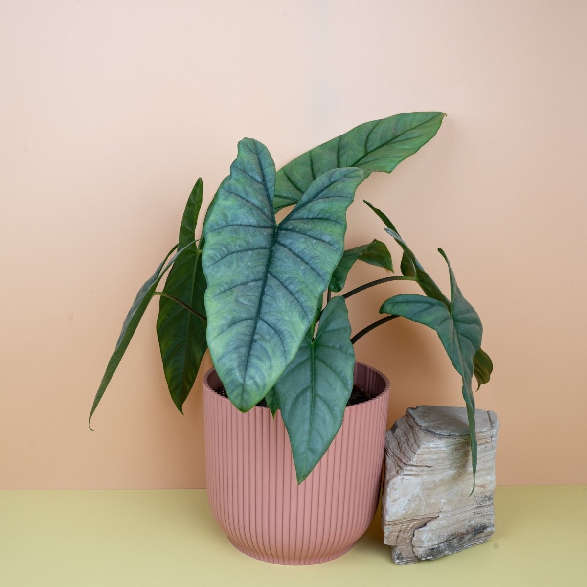 ALOCASIA HETEROPHYLLA DRAGON BREATH online bestellen bei potflourri