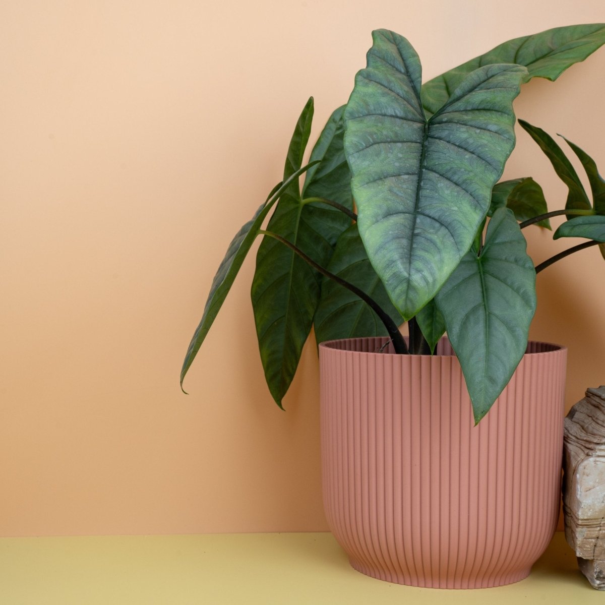 ALOCASIA HETEROPHYLLA DRAGON BREATH online bestellen bei potflourri