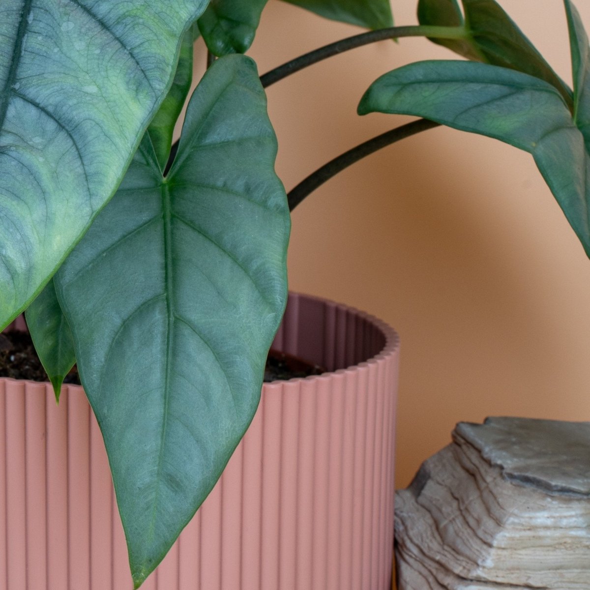 ALOCASIA HETEROPHYLLA DRAGON BREATH online bestellen bei potflourri