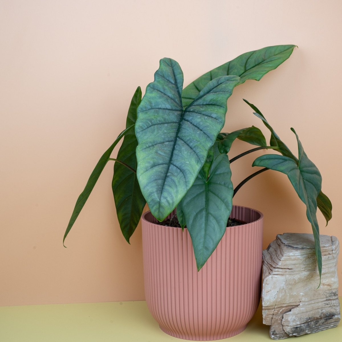 ALOCASIA HETEROPHYLLA DRAGON BREATH online bestellen bei potflourri