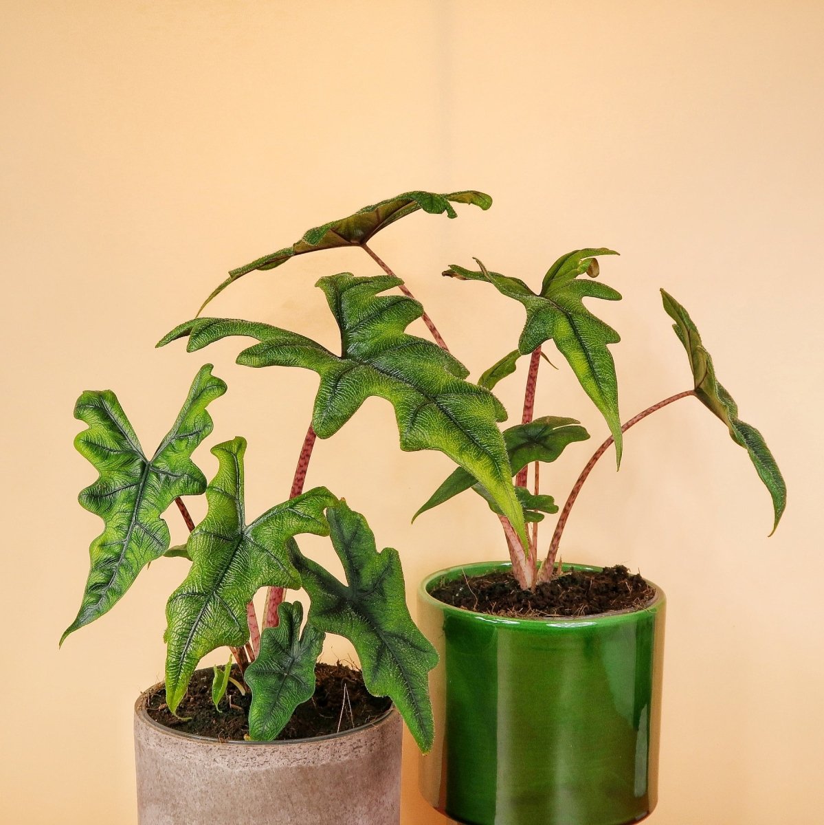 ALOCASIA JACKLYN online bestellen bei potflourri