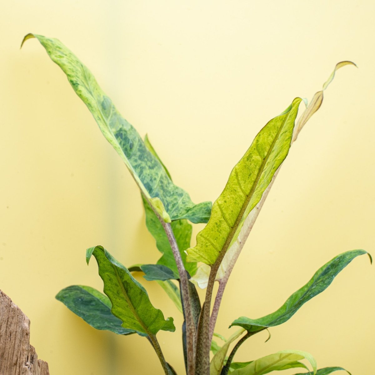 ALOCASIA LAUTERBACHIANA VARIEGATA AUREA online bestellen bei potflourri