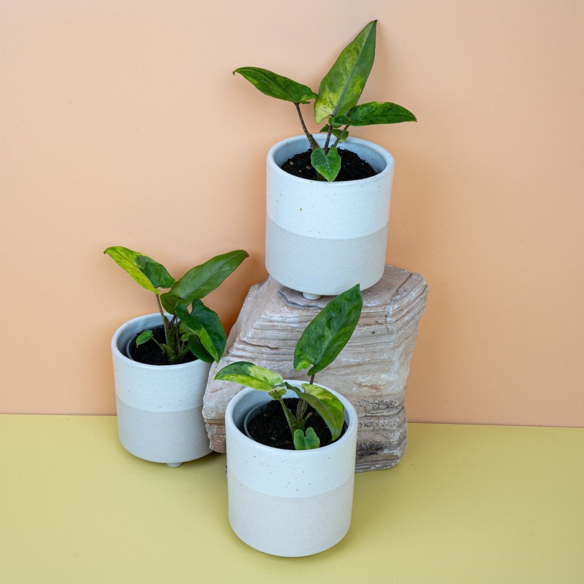 ALOCASIA LAUTERBACHIANA VARIEGATA AUREA online bestellen bei potflourri