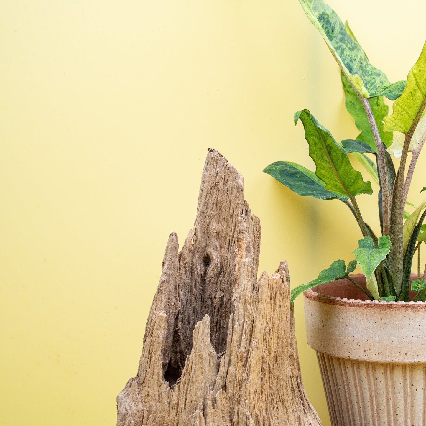 ALOCASIA LAUTERBACHIANA VARIEGATA AUREA online bestellen bei potflourri