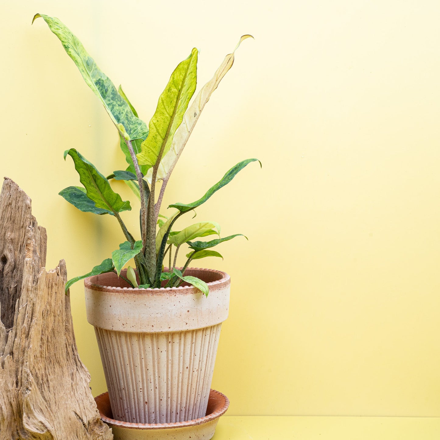 ALOCASIA LAUTERBACHIANA VARIEGATA AUREA online bestellen bei potflourri