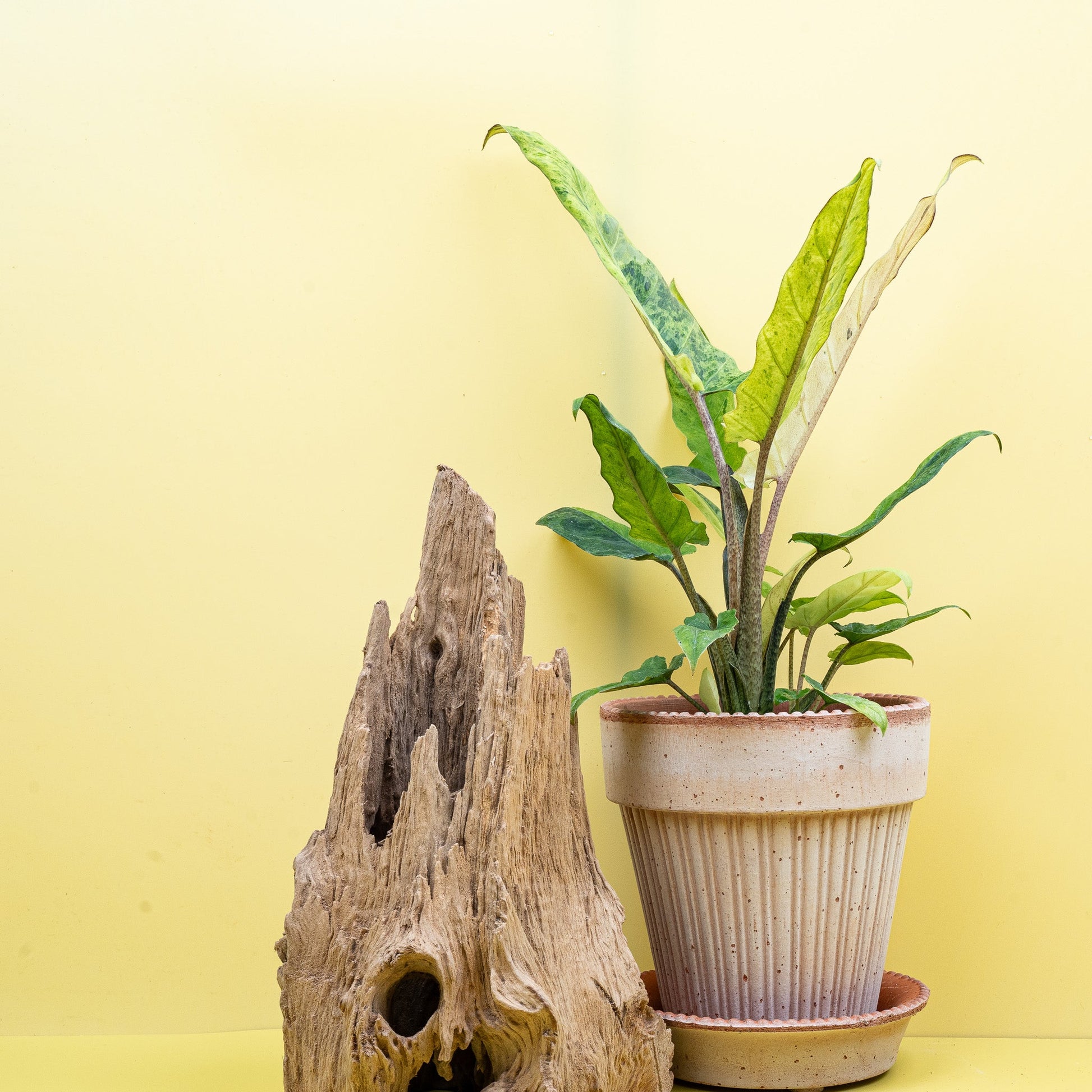 ALOCASIA LAUTERBACHIANA VARIEGATA AUREA online bestellen bei potflourri