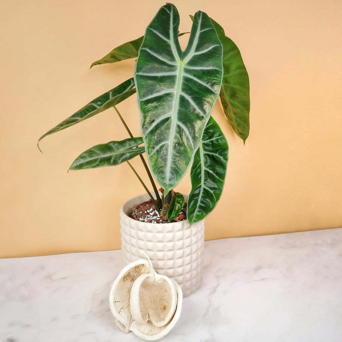 ALOCASIA LONGILOBA online bestellen bei potflourri