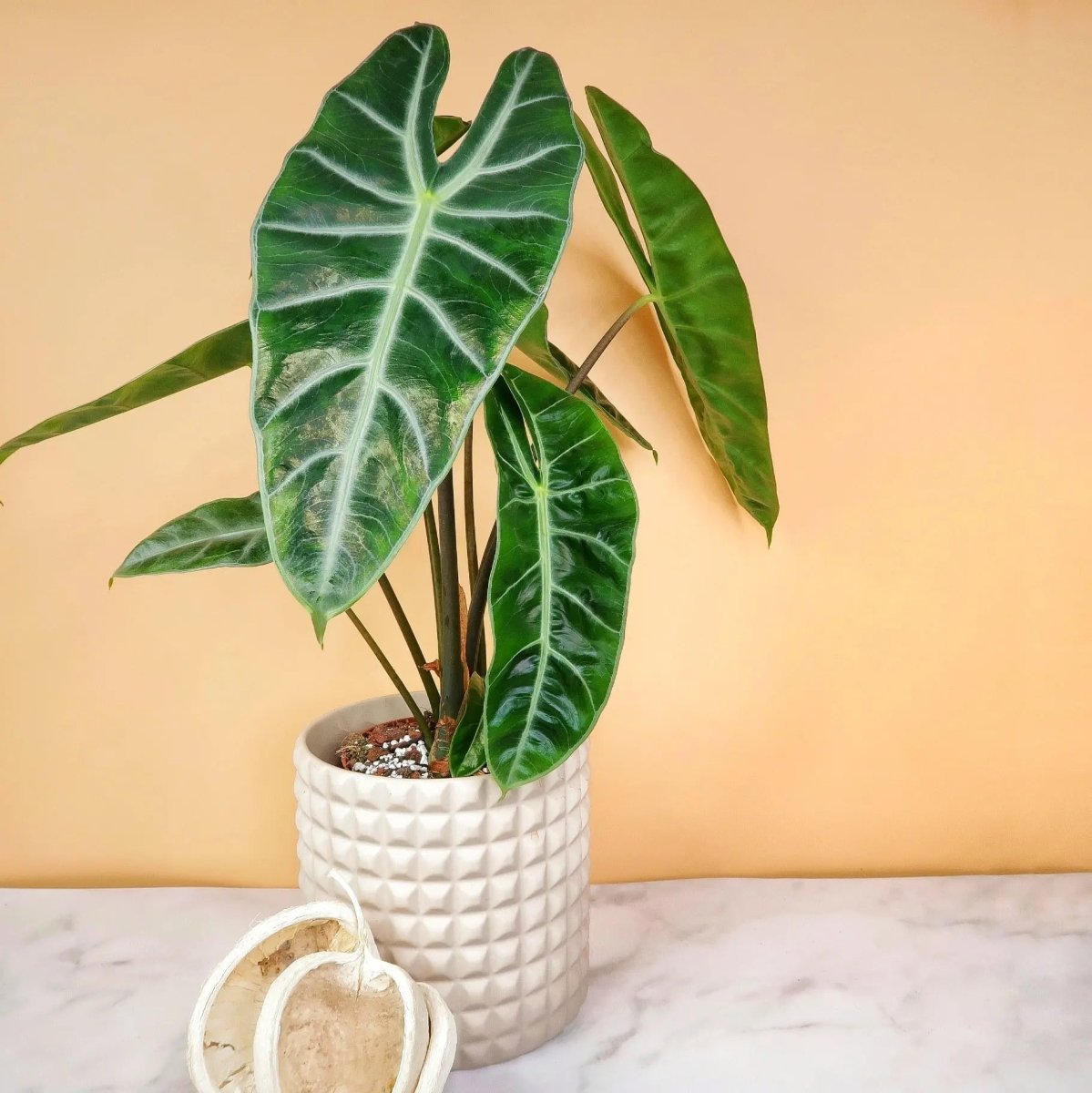 ALOCASIA LONGILOBA online bestellen bei potflourri