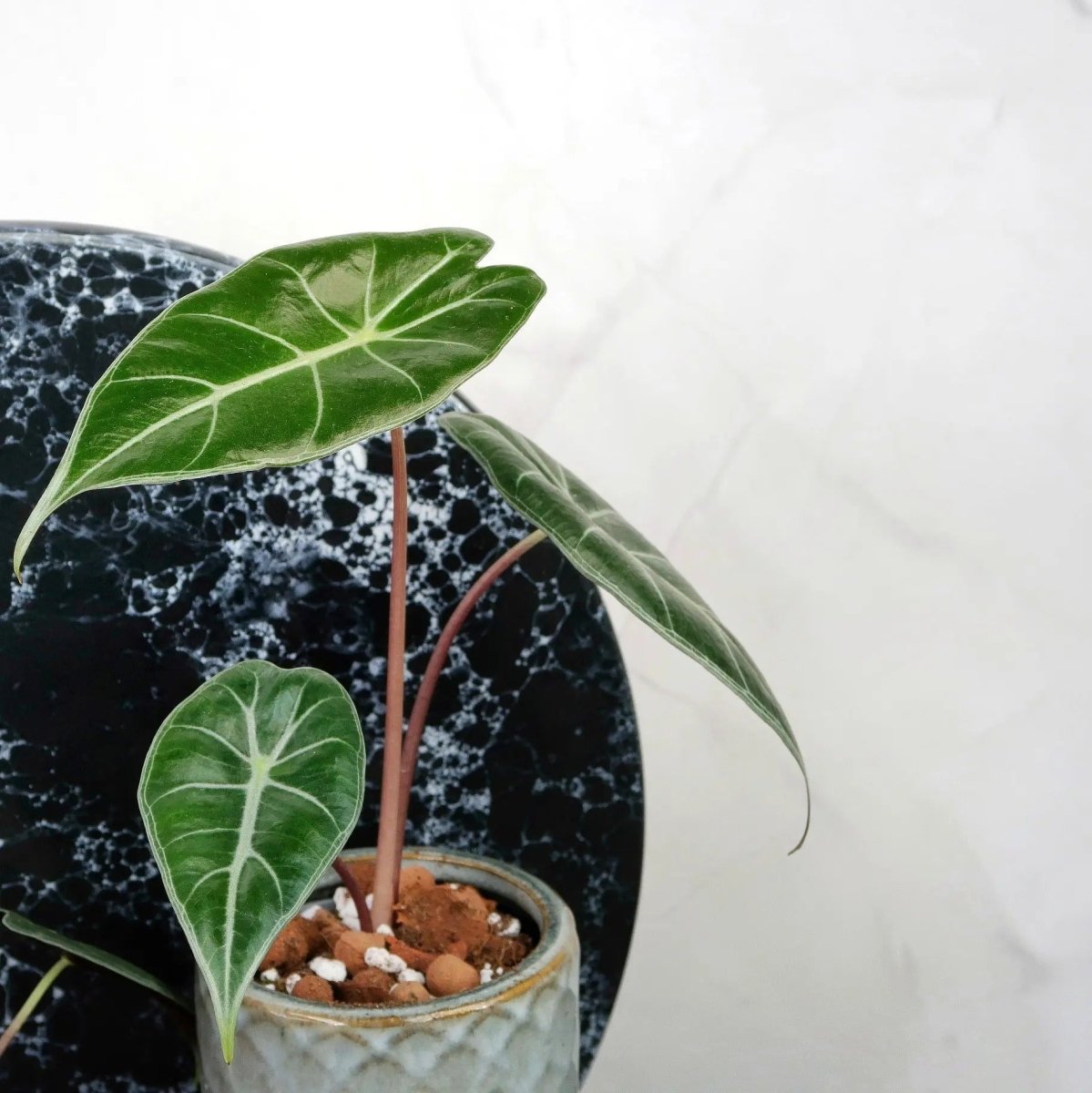 ALOCASIA LONGILOBA online bestellen bei potflourri