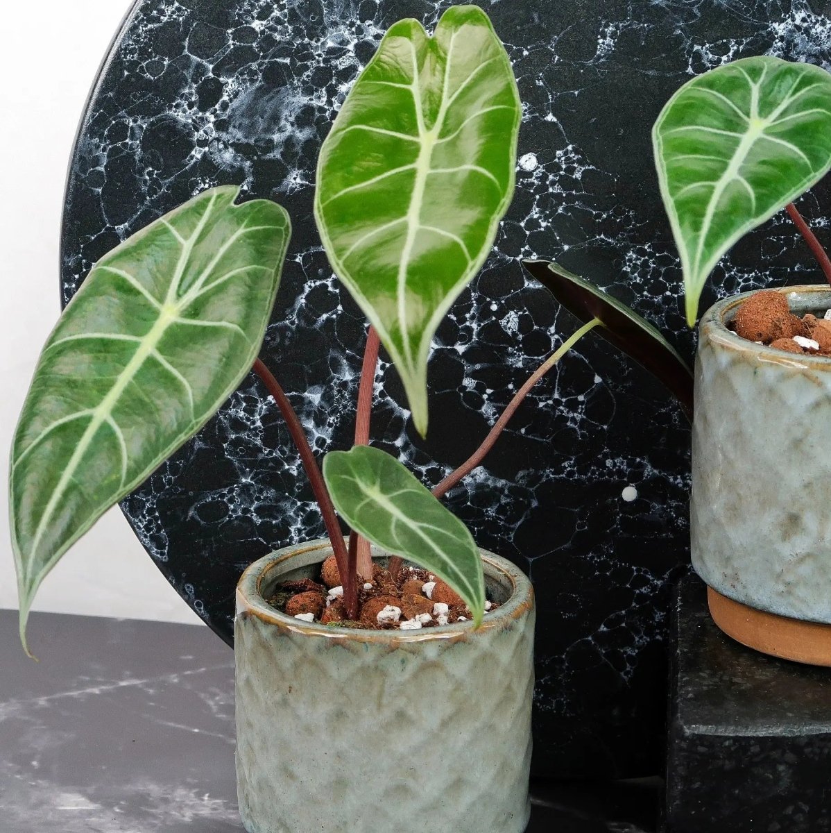 ALOCASIA LONGILOBA online bestellen bei potflourri