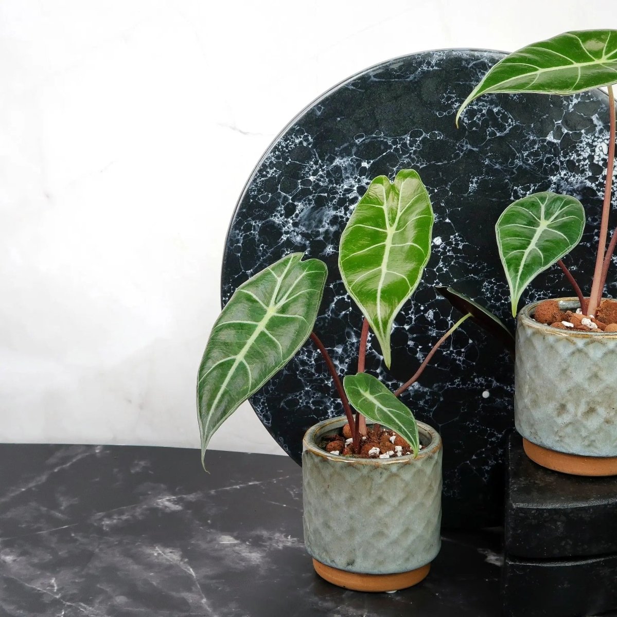 ALOCASIA LONGILOBA online bestellen bei potflourri