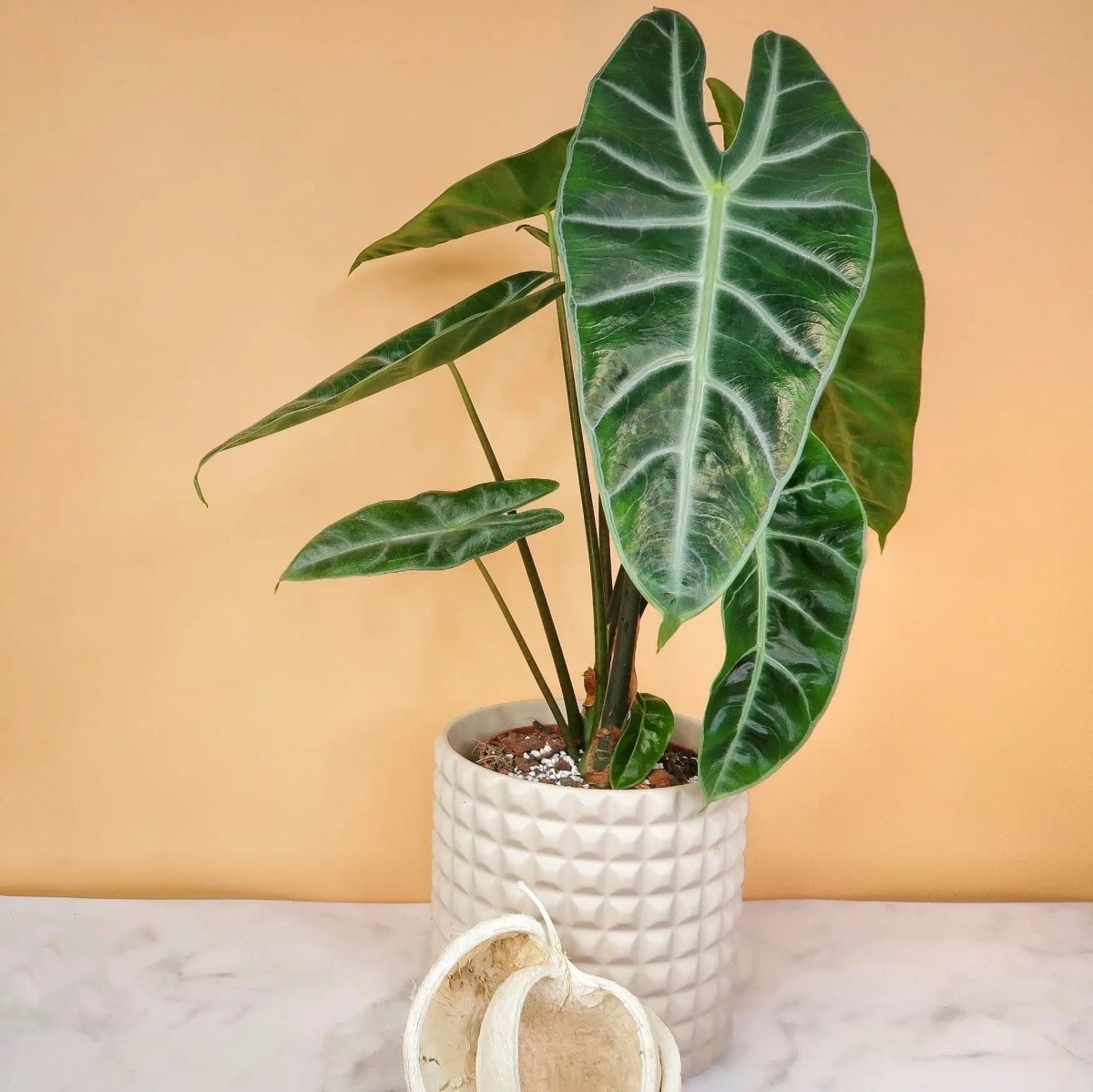 ALOCASIA LONGILOBA online bestellen bei potflourri