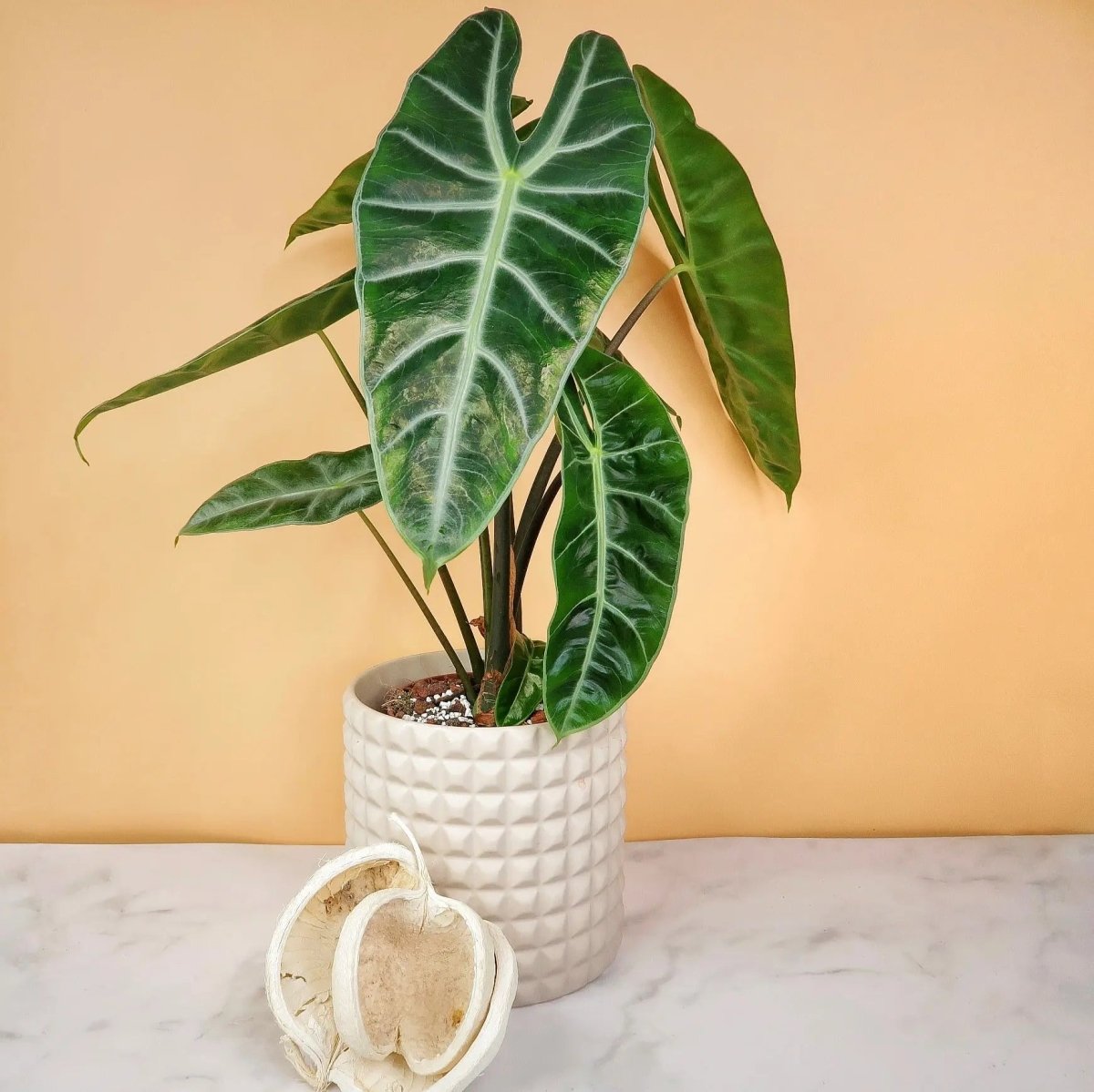 ALOCASIA LONGILOBA online bestellen bei potflourri