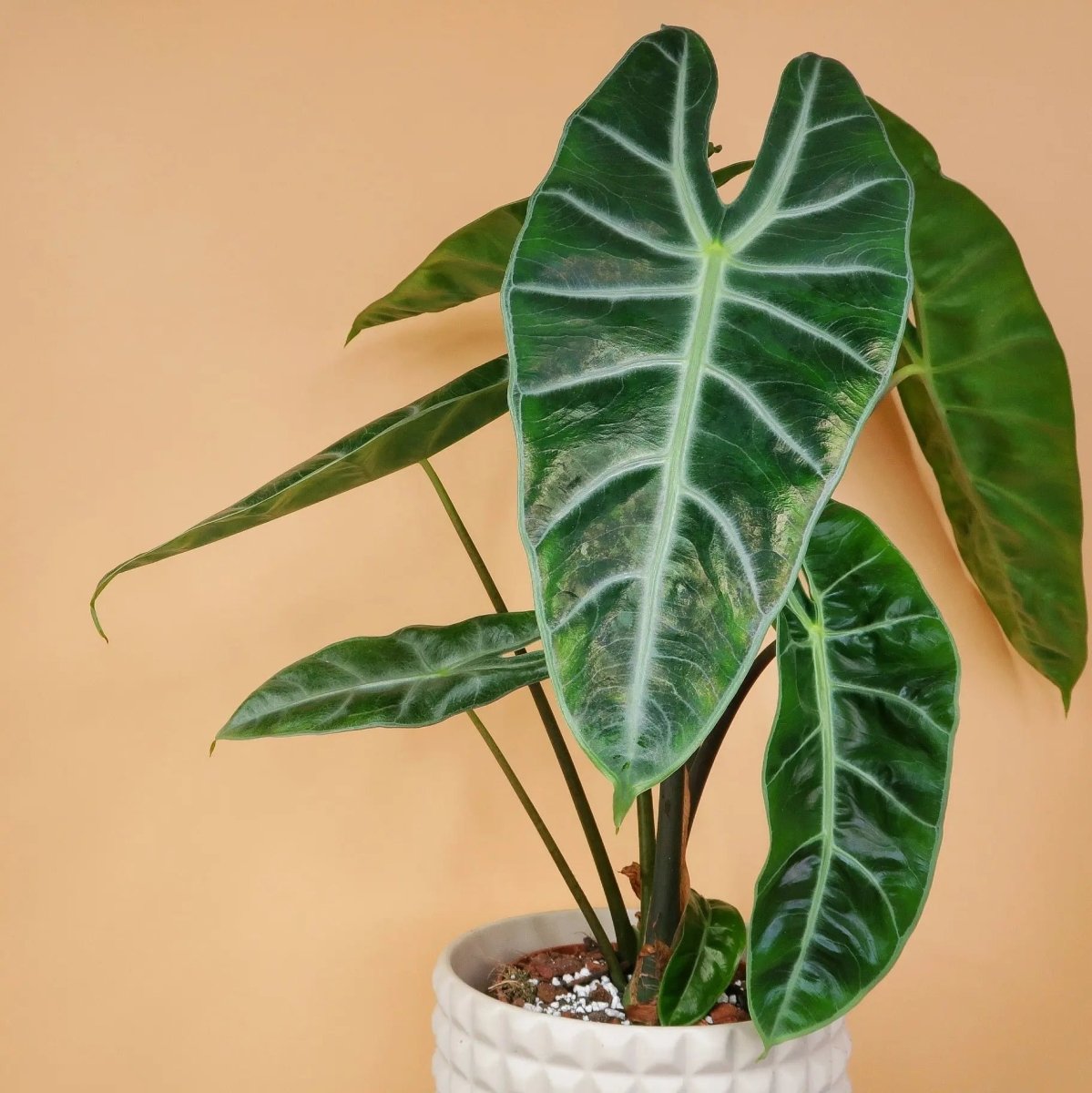 ALOCASIA LONGILOBA online bestellen bei potflourri