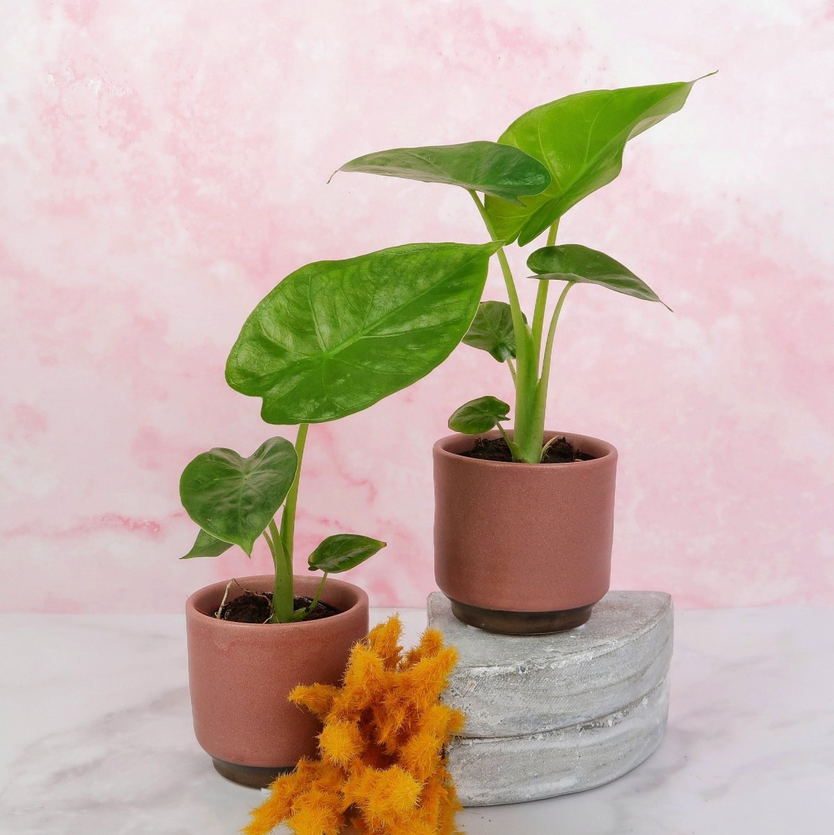 ALOCASIA MACRORRHIZA online bestellen bei potflourri