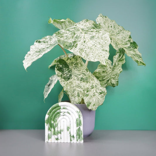 ALOCASIA MACRORRHIZA SPLASH online bestellen bei potflourri