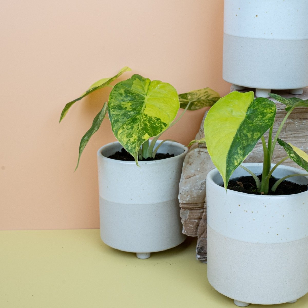 ALOCASIA MACRORRHIZA VARIEGATA AUREA online bestellen bei potflourri