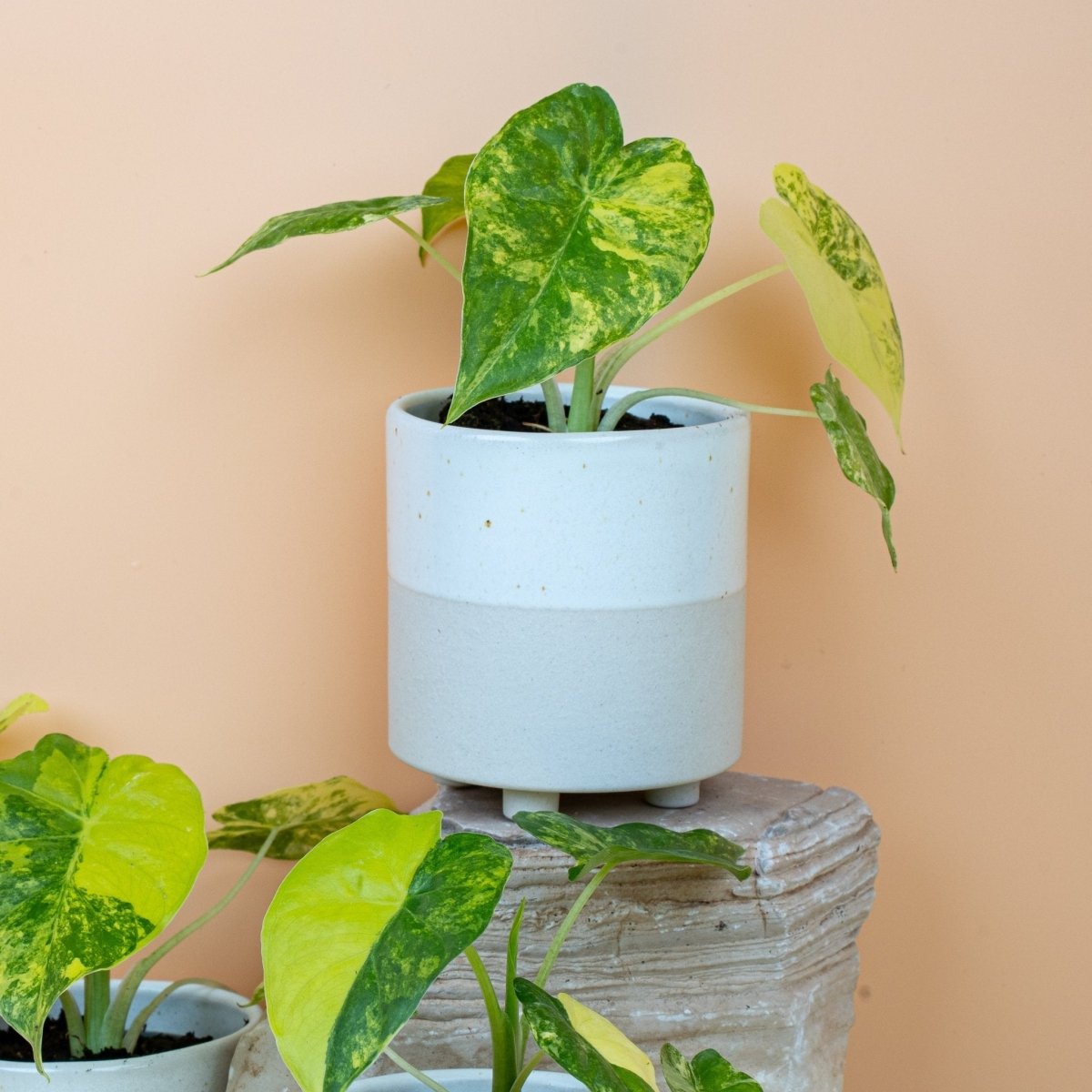 ALOCASIA MACRORRHIZA VARIEGATA AUREA online bestellen bei potflourri