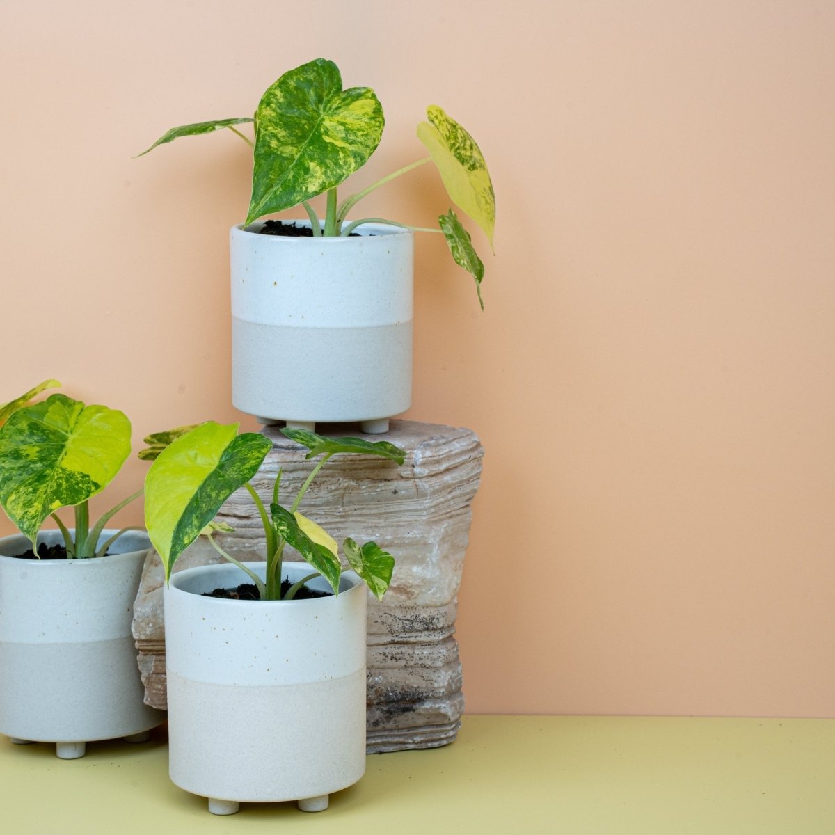 ALOCASIA MACRORRHIZA VARIEGATA AUREA online bestellen bei potflourri