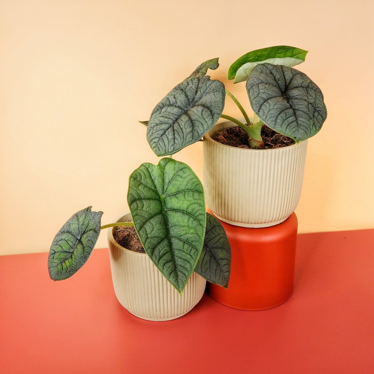 ALOCASIA MELO online bestellen bei potflourri