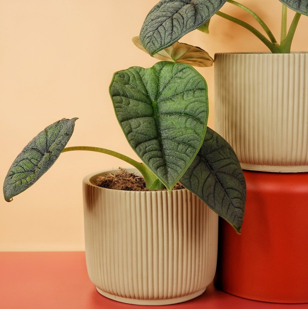 ALOCASIA MELO online bestellen bei potflourri