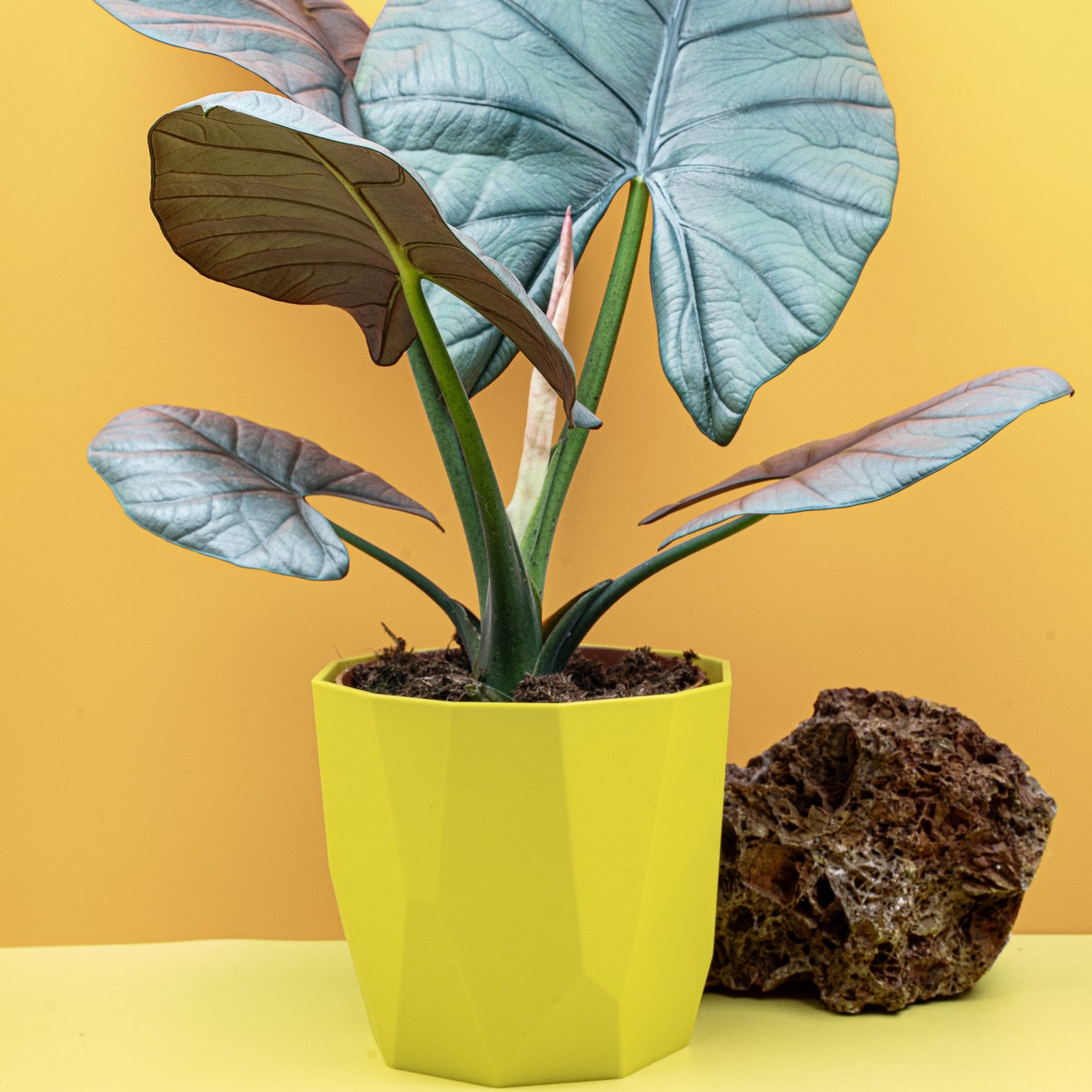 ALOCASIA NEBULA ELAINE online bestellen bei potflourri