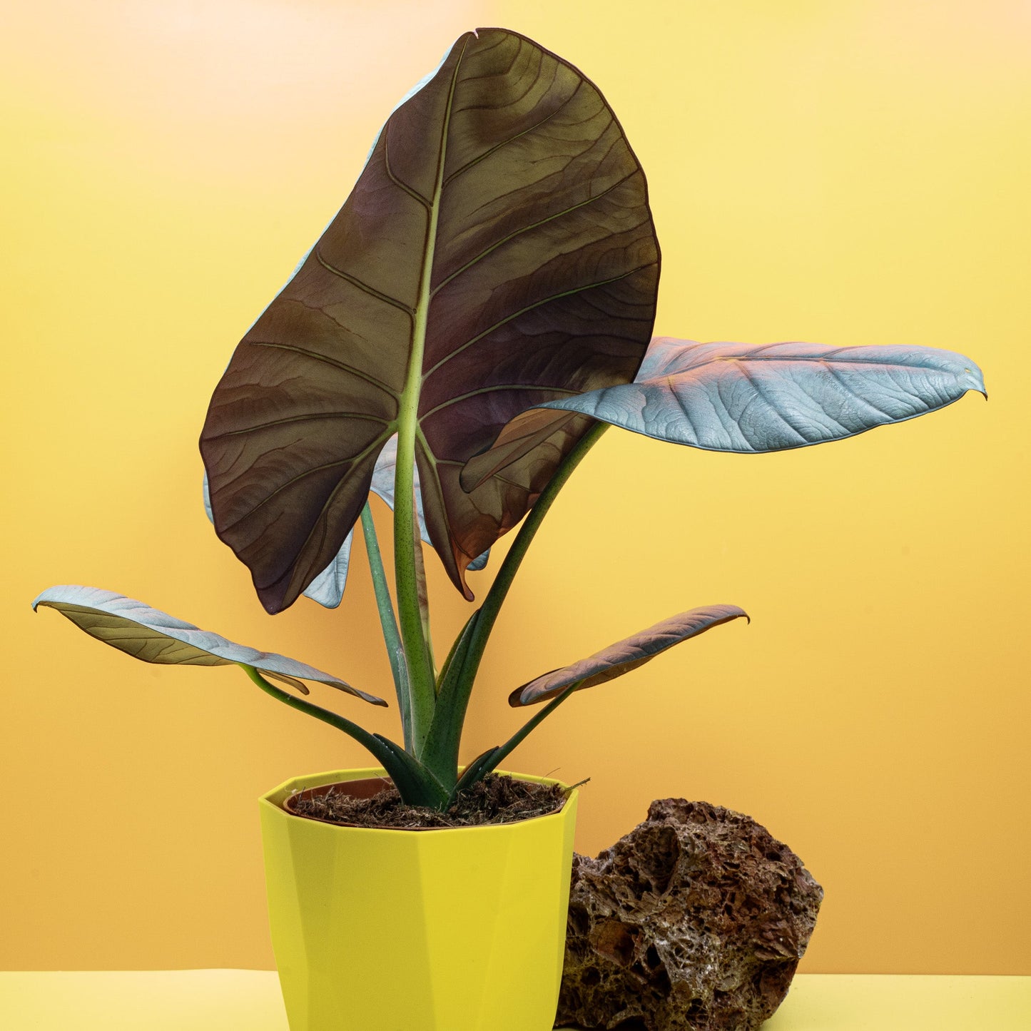 ALOCASIA NEBULA ELAINE online bestellen bei potflourri