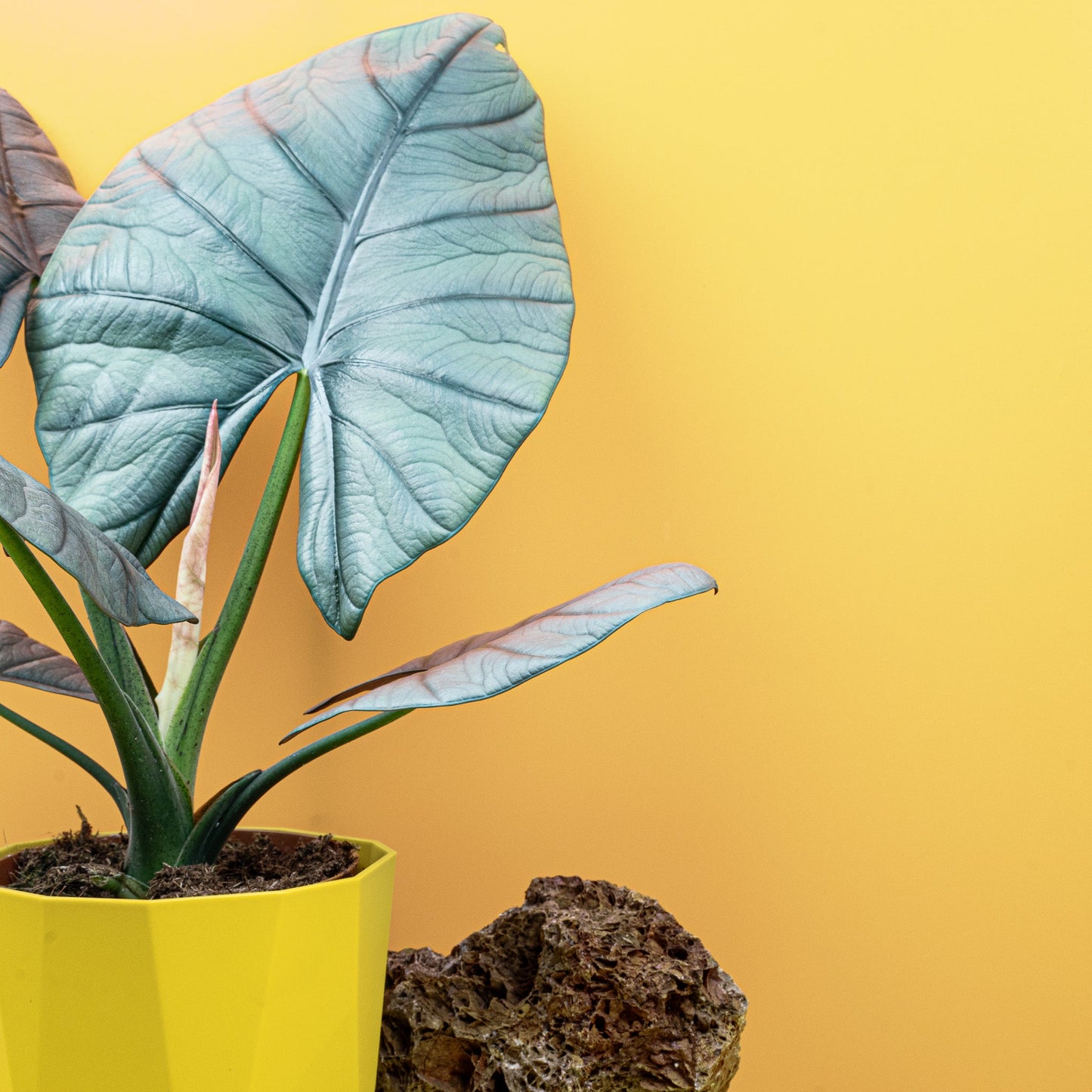 ALOCASIA NEBULA ELAINE online bestellen bei potflourri