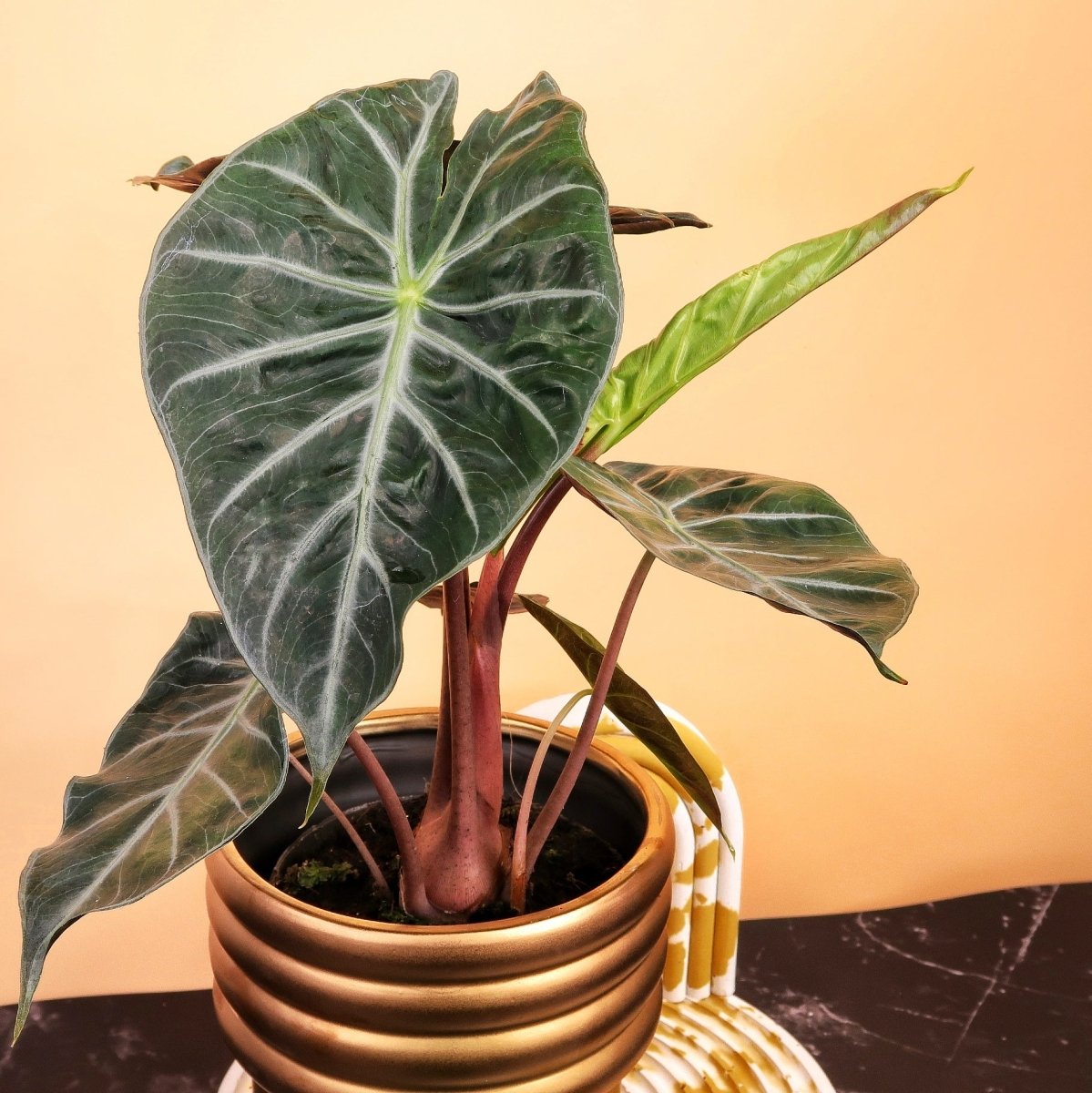 ALOCASIA PINK DRAGON online bestellen bei potflourri