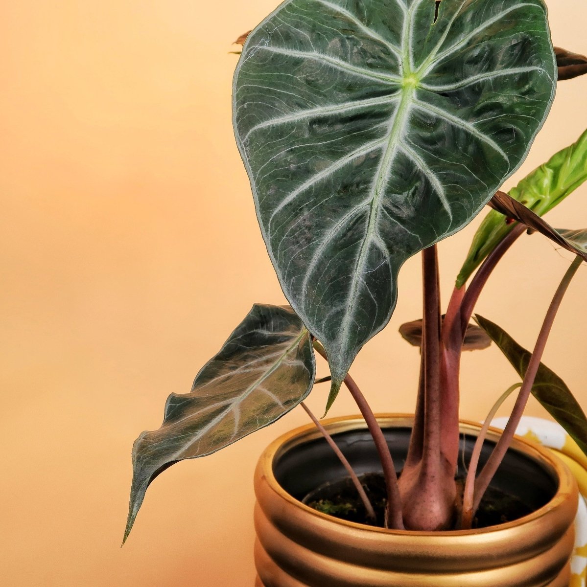 ALOCASIA PINK DRAGON online bestellen bei potflourri