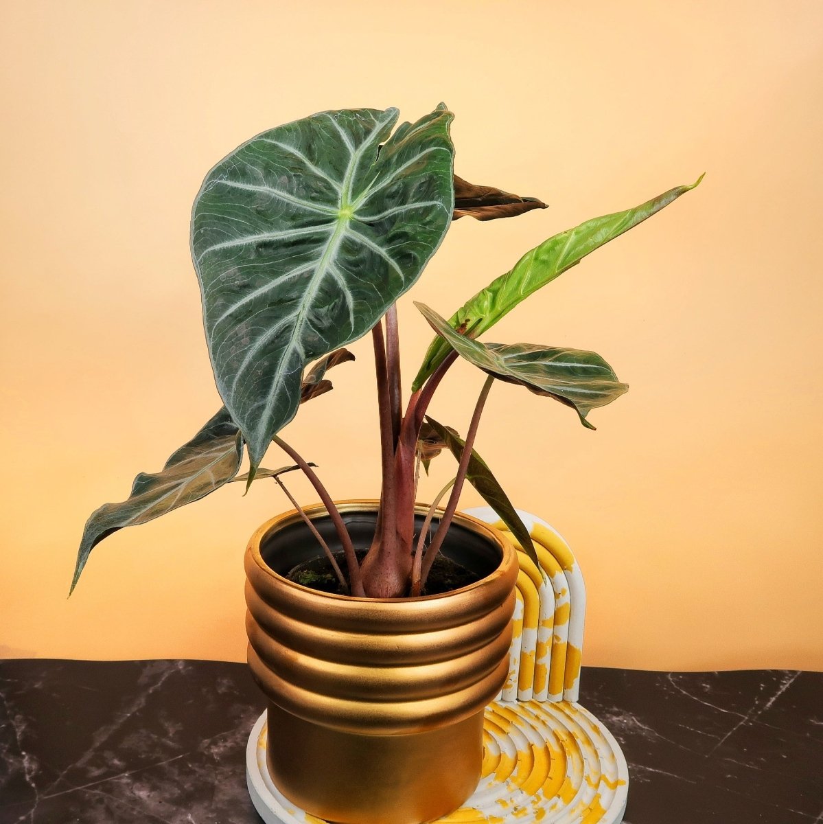 ALOCASIA PINK DRAGON online bestellen bei potflourri