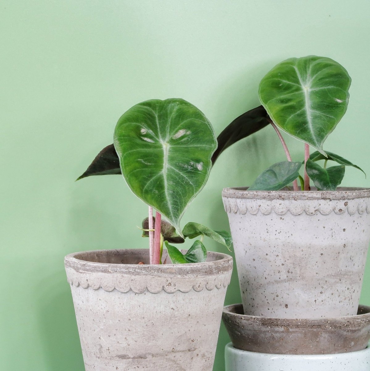 ALOCASIA PINK DRAGON online bestellen bei potflourri