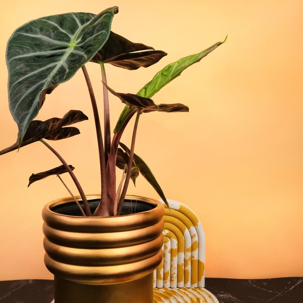 ALOCASIA PINK DRAGON online bestellen bei potflourri