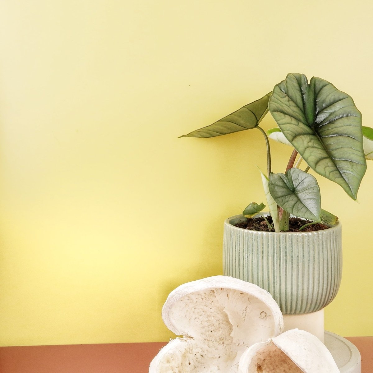 ALOCASIA PLATINUM online bestellen bei potflourri