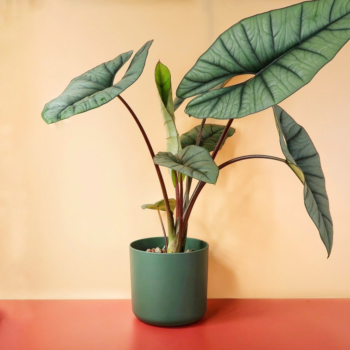 ALOCASIA PLATINUM online bestellen bei potflourri