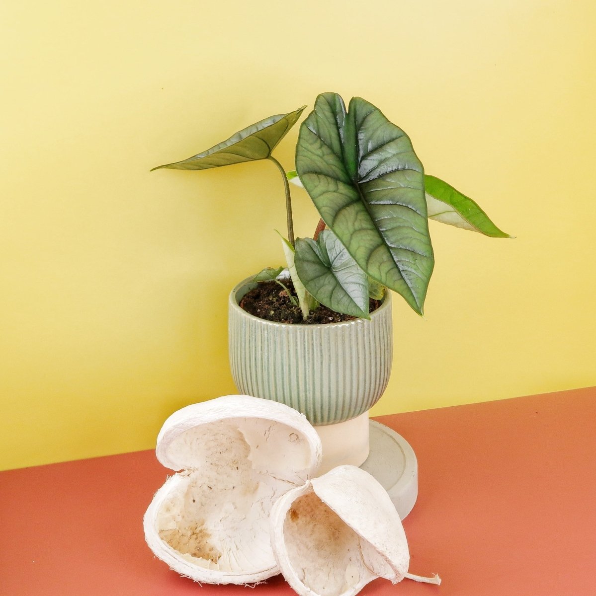 ALOCASIA PLATINUM online bestellen bei potflourri