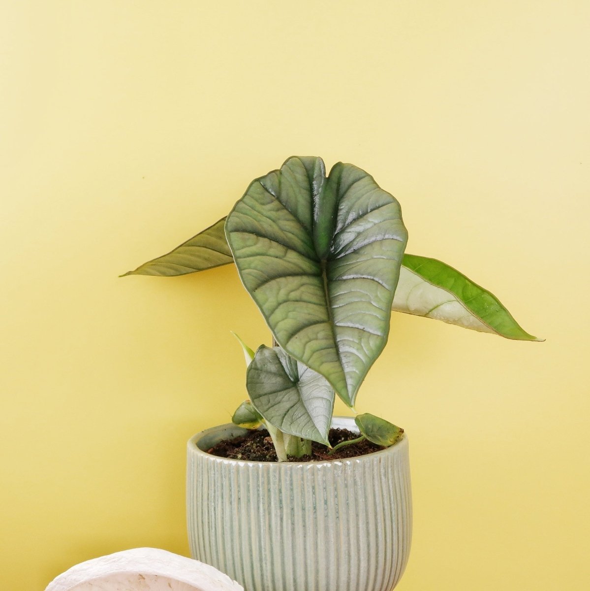 ALOCASIA PLATINUM online bestellen bei potflourri