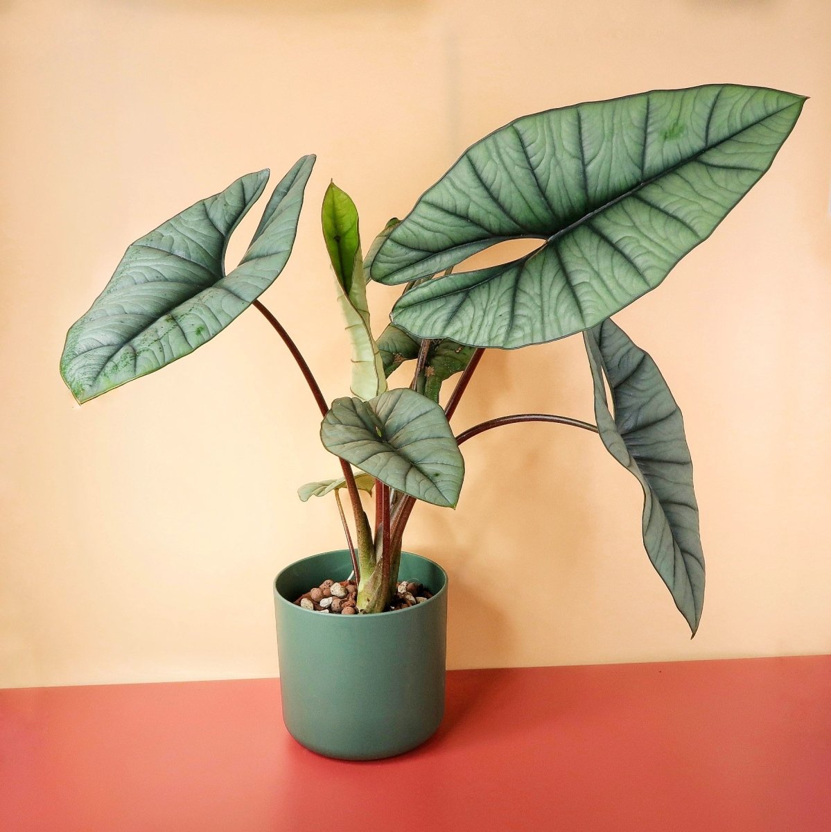 ALOCASIA PLATINUM online bestellen bei potflourri